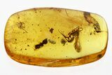 Fossil Spider Wasp, Springtails, and Ant in Baltic Amber #292404-1